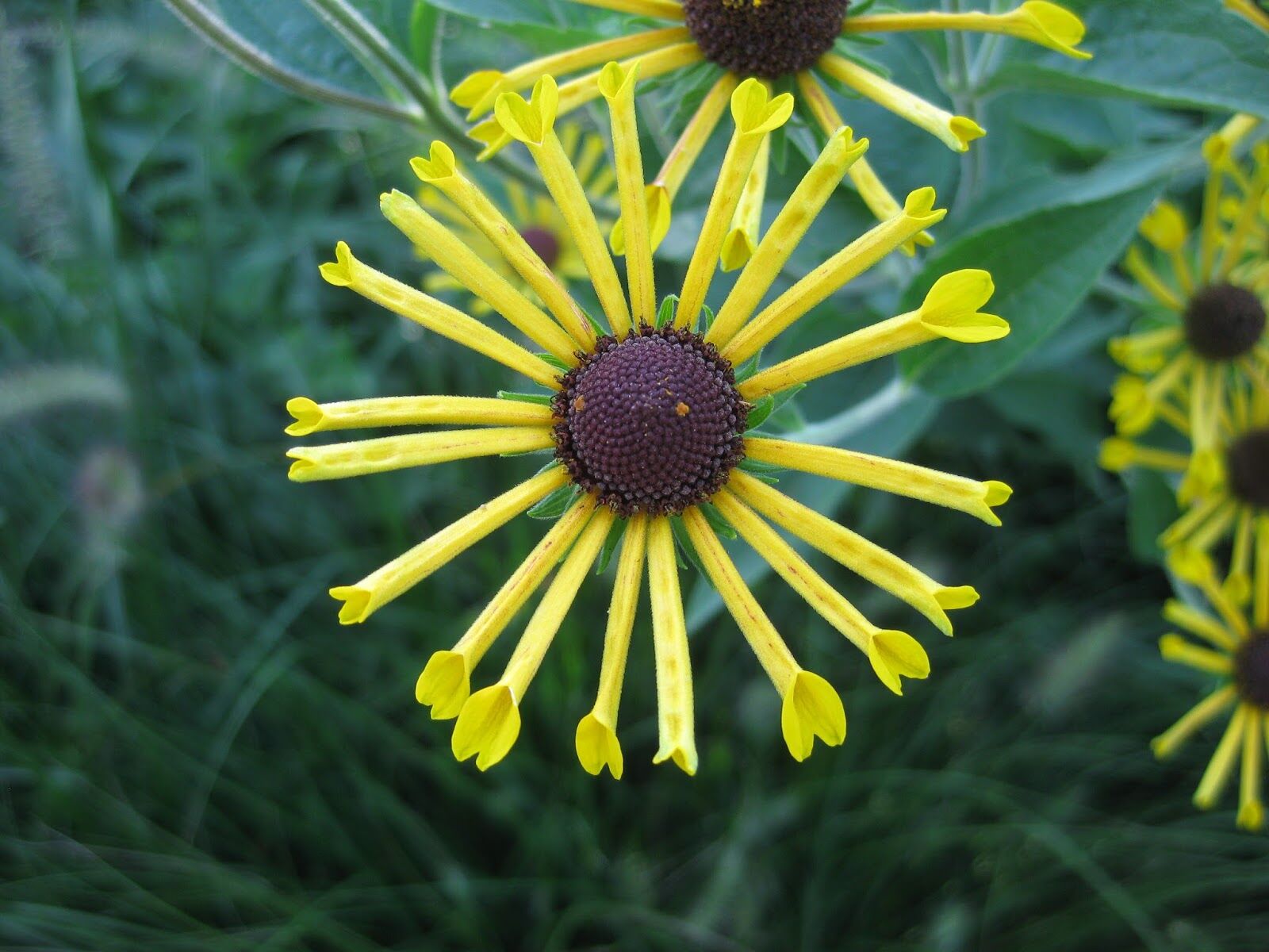 Notable Natives Blackeyed Susan.png